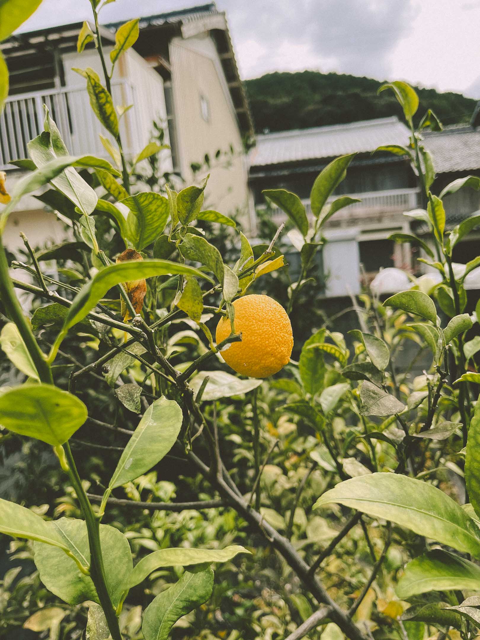 徳島県海陽町の町並み（柚子の木）